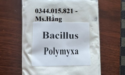 Men vi sinh đơn bổ sung thức ăn BACILLUS POLYMYXA