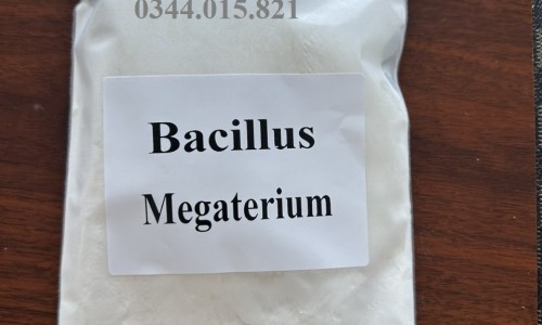 Men vi sinh nguyên liệu Bacillus Megaterium 10 tỷ CFU/g
