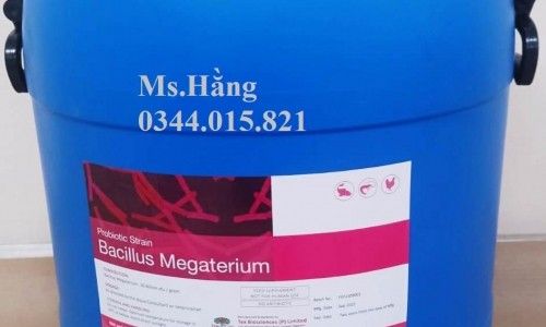 Men vi sinh nguyên liệu Bacillus Megaterium 10 tỷ CFU/g