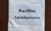 Bacillus Amyloliquefaciens - Chủng vi sinh đơn dòng