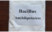 Bacillus Amyloliquefaciens - Chủng vi sinh đơn dòng